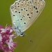 Large Blue - Photo (c) Anne SORBES, some rights reserved (CC BY-NC-SA), uploaded by Anne SORBES
