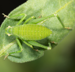Platylyra californica