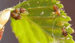 Symydobius oblongus
