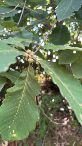 Faber's Oak