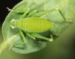 Platylyra californica