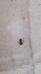 Phymatodes alni