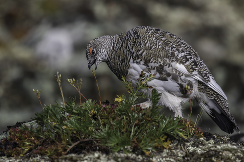 Rock Ptarmigan