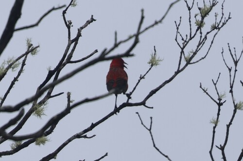 Himatione sanguinea observed 2026-06-25