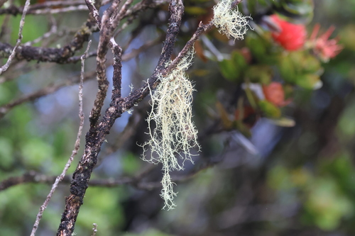Usnea, 2026-06-25