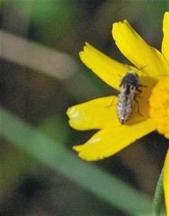 Acmaeodera neglecta neoneglecta