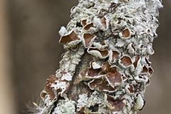 Imshaugia placorodia