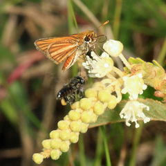 Copaeodes