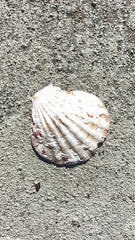 Nodipecten subnodosus