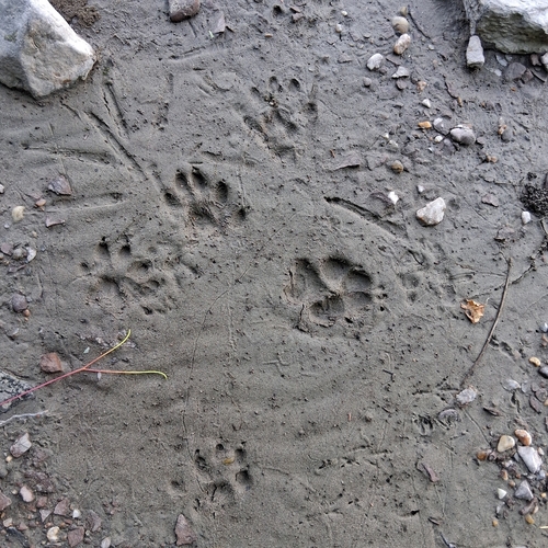 North American River Otter photographed in Connecticut