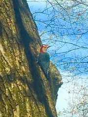 Melanerpes carolinus