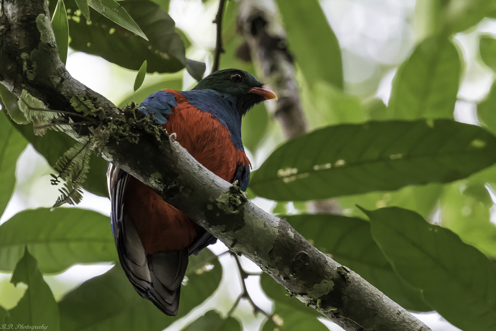 Pavonine Quetzal (Pharomachrus pavoninus), photo 3