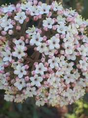 Viburnum lantana