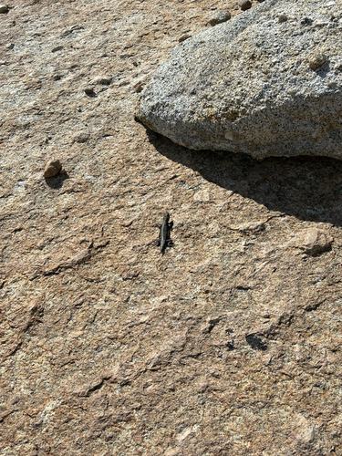iNaturalist observation photo of Snakes and Lizards