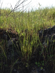 Melica californica