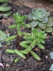 Sedum × rubrotinctum