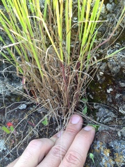 Melica californica