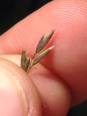 Melica californica