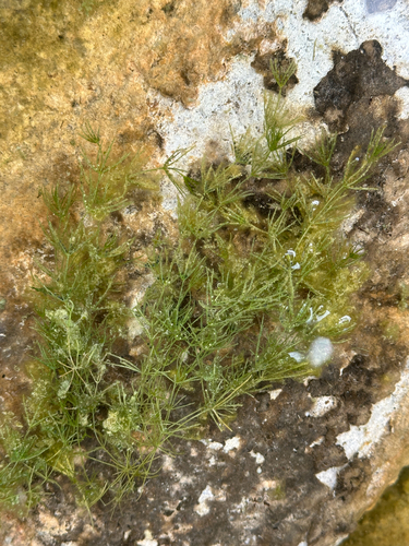 Chara virgata observed 2026-07-11