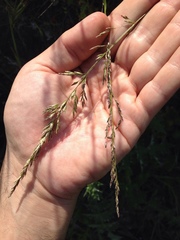 Melica californica