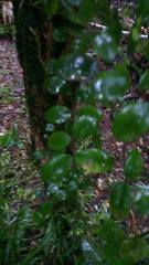 Metrosideros fulgens