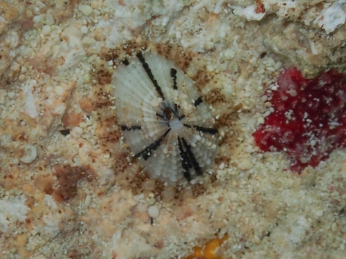 Diodora listeri observed 2026-07-12