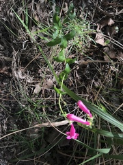 Penstemon triflorus