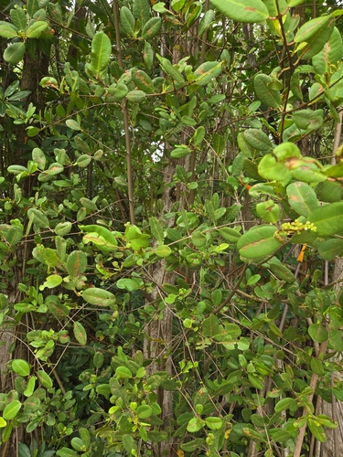White Mangrove