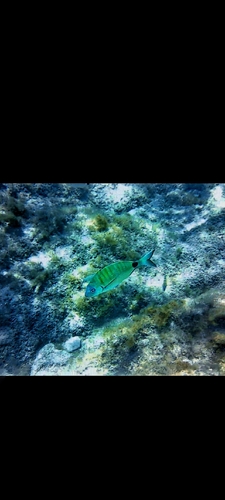 White Sea Bream