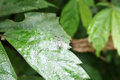 Teleopsis quadriguttata