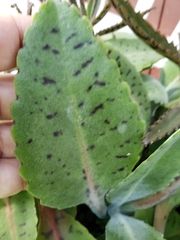 Kalanchoe gastonis-bonnieri
