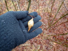Amphibolips quercusilicifoliae
