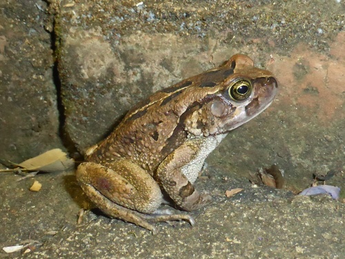 Cape Toad, Sclerophrys capensis
