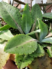 Kalanchoe gastonis-bonnieri