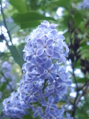 Syringa vulgaris