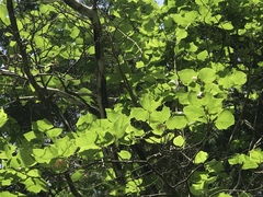 Styrax platanifolius