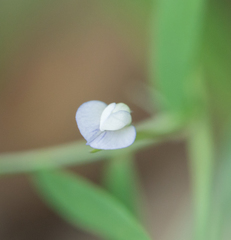 Vicia hassei