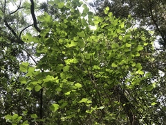 Styrax platanifolius