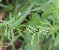 Vicia hassei