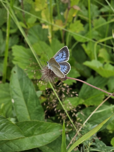 Scarce Large Blue