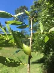Amphibolips quercuscitriformis