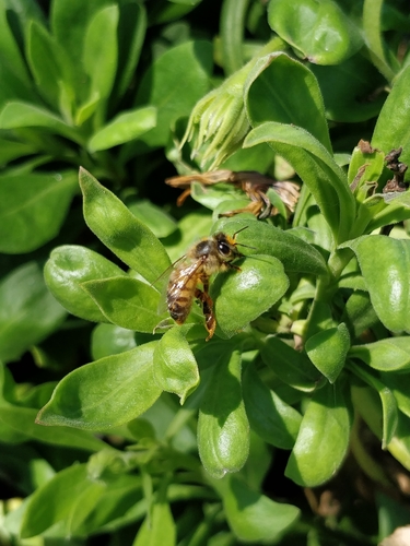 photo of Western Honey Bee (Apis mellifera)