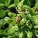 photo of Western Honey Bee (Apis mellifera)