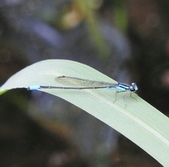 Acanthagrion quadratum