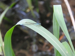 Acanthagrion quadratum