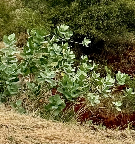 giant milkweed
