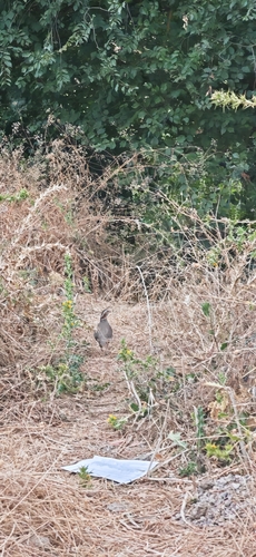 Barbary Partridge