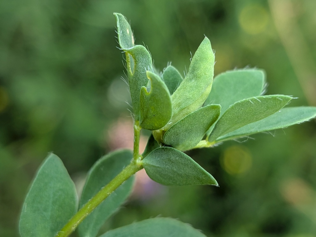Contarinia barbichei
