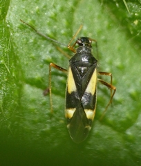 Dryophilocoris flavoquadrimaculatus