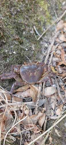 Algerian Freshwater Crab